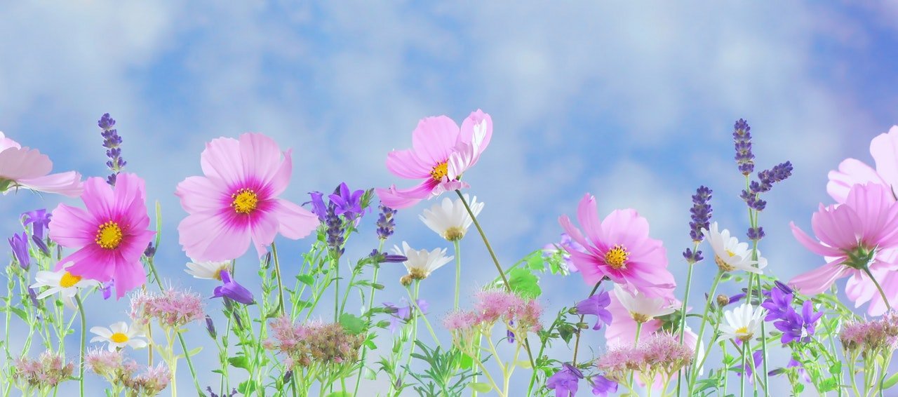 flora Hindi meaning