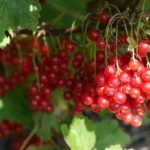 Cranberry - ALL FRUITS NAME IN HINDI