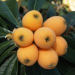 Loquat fruit in Hindi