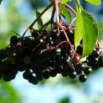 Elderberry - All fruit in Hindi name