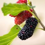 Mulberries all fruits in Hindi