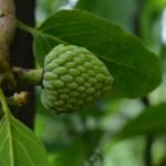 All fruits name in Hindi - Cherimoya