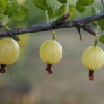Gooseberry