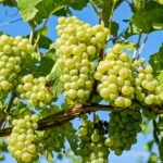 Grapes - All fruits name in Hindi