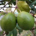 Guava - All fruits name in Hindi