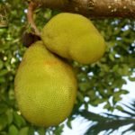 Jackfruit - All fruits name in Hindi