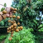 Longan fruit in Hindi