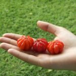 Pitanga fruit