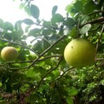 Pummelo fruit