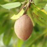 Sapodilla fruit