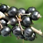 Blackcurrant hinid - All fruits name in HIndi
