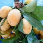 Mango fruit name in Hindi