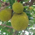 Cantaloupe