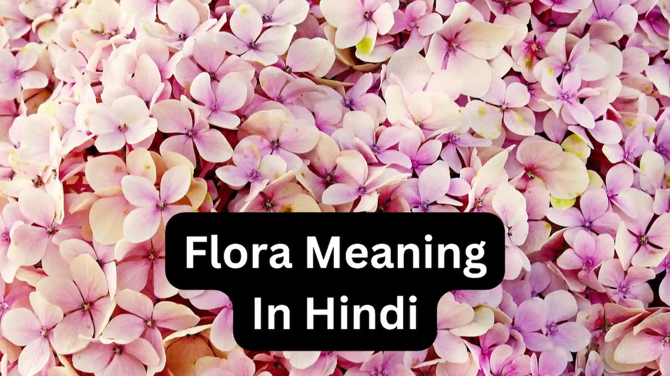Flora Meaning In Hindi